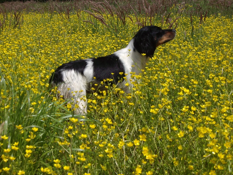 CH. Foxie Du Bois De Saint Gemmes