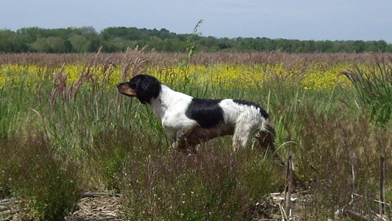 CH. Foxie Du Bois De Saint Gemmes